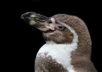 Humboldtpinguin