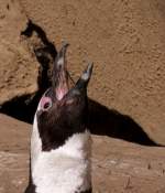 Brillenpinguin