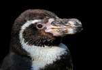 Humboldt-Pinguin