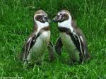 Humboldt-Pinguin (Spheniscus humboldti) im Tierpark Berlin (Juli 2015)