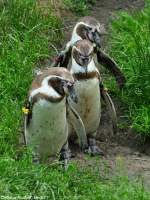 Humboldt-Pinguin (Spheniscus humboldti) im Tierpark Berlin (Juli 2015)