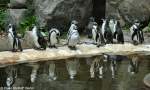 Humboldt-Pinguine (Spheniscus humboldti) im Tierpark Cottbus (August 2015).