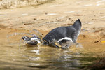 Pinguin im Wuppertaler Zoo 10.7.2016