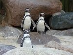 Pinguine im Kurpark Cuxhaven, 10.9.2015