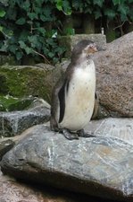 Pinguine im Kurpark Cuxhaven, 10.9.2015 