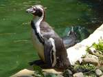 Humboldtpinguin im Rostocker Zoo am 02.06.2016