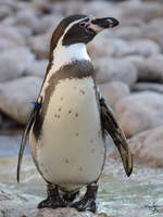 Ein Humboldtpinguin, fotografiert im Zoo Barcelona (Dezember 2011)