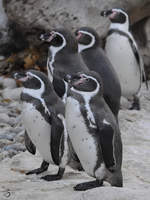 Die Humboldtpinguine im Tiergarten Schnbrunn.