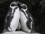 Zwei Humboldtpinguine im Tiergarten Schnbrunn.