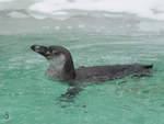 Ein Humboldt-Pinguin im kalten Wasser (Zoo Dortmund, Februar 2010)