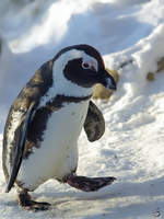 Ein Brillenpinguin im Zoo Wuppertal.