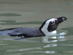 Ein Pinguin im Zoo Duisburg.