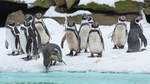 Humboldt-Pinguine im Zoo Dortmund.