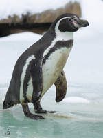 Ein Humboldt-Pinguin im Zoo Dortmund.