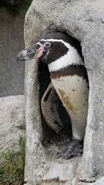 Ein Humboldt-Pinguin Anfang Juni 2018 im Zoo Aalborg.