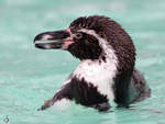 Ein Humboldt-Pinguin im Zoo Dortmund.