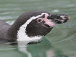 Ein Humboldt-Pinguin Anfang April 2017 im Zoo Dresden.