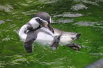 Humboldtpinguin bei der Gefiederpflege am 02.09.2015 im Tiergarten Schnbrunn in Wien.