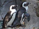 Mitte Dezember 2010 waren im Zoo Madrid diese beiden Pinguine zu sehen.