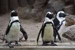 Brillenpinguine im Allwetterzoo (MNSTER/Deutschland, 25.08.2020)