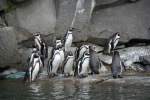 Eine Gruppe Humboldtpinguine (Spheniscus humboldti) am 13.12.2009 im Tierpark Berlin.