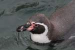 Schwimmender Humboldt-Pinguin (Spheniscus humboldti) am 9.2.2010 im Zoo Karlsruhe.