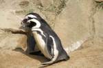 Ein Brillenpinguin-Prchen (Spheniscus demersus) am 11.3.2010 im Zoo Berlin.