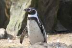 Humboldt-Pinguin (Spheniscus humboldti) am 11.3.2010 im Zoo Berlin.