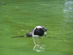 Umherschwimmender Pinguin aus dem Berliner Zoo.