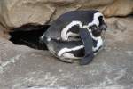 Zwei Brillenpinguine (Spheniscus demersus) am 11.3.2010 im Zoo Berlin.