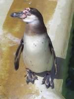 Ein Zgelpinguin im Gehege im Luisenpark in Mannheim (26.05.10)