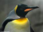 Knigspinguin (Aptenodytes patagonicus) im Zoo berlin (Juli 2015).