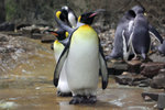 Pinguin im Wuppertaler Zoo 10.7.2016