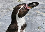 Portrait eines Humboldt Pinguins im Kölner Zoo -- 16.06.2022