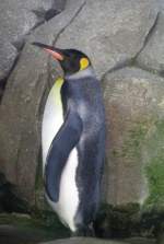 Knigspinguin (Aptenodytes patagonicus) am 11.3.2010 im Zoo Berlin.