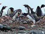 Eine Kolonie Eselspinguine (Pygoscelis papua) auf Greenwich Island ( South Shetland Islands-Antarktica) am 7.1.2022