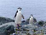 Zgelpinguine ( Pygoscelis antarctitus) auf Half Moon Island ( South Shetland Islands-Antarktica) am 7.1.2022