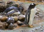 Eselspinguine (Pygoscelis papua) am 19.3.2010 im Zoo Basel.