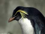 Tristan-da-Chuna-Felsenpinguin (Eudyptes chrysocome moseleyi) im Zoo Berlin (Juli 2015).