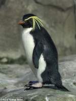 Tristan-da-Chuna-Felsenpinguin (Eudyptes chrysocome moseleyi) im Zoo Berlin (Juli 2015).