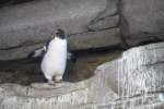 Felsenpinguin (Eudyptes chrysocome) am 11.3.2010 im Zoo Berlin.