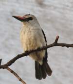 Der Senegalliest (Halcyon senegalensis) ist ein in Afrika lebender Eisvogel.