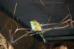 Bienenfresser (Merops apiaster) am 7.12.2009 im Zoo Dresden.