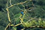 Ein Eisvogel nutzt eine abgeknickte Weide am Ratzeburger Kchensee als Ansitz; 02.06.2014