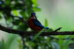 Ein Eisvogel betrachtet argwhnisch den Fotografen am Farchauer Mhlenteich; 02.06.2014