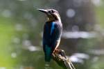 Ein Eisvogel am Farchauer Mhlenteich, 06.07.2014