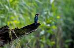 Ein Eisvogel am Farchauer Mhlenteich, 06.07.2014