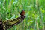 Ein Eisvogel am Farchauer Mhlenteich, 13.06.2015