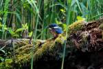 Ein Eisvogel am Farchauer Mhlenteich; 14.06.2015