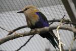 Opalracke oder auch Blaubauchracke (Coracias cyanogaster) am 25.2.2010.